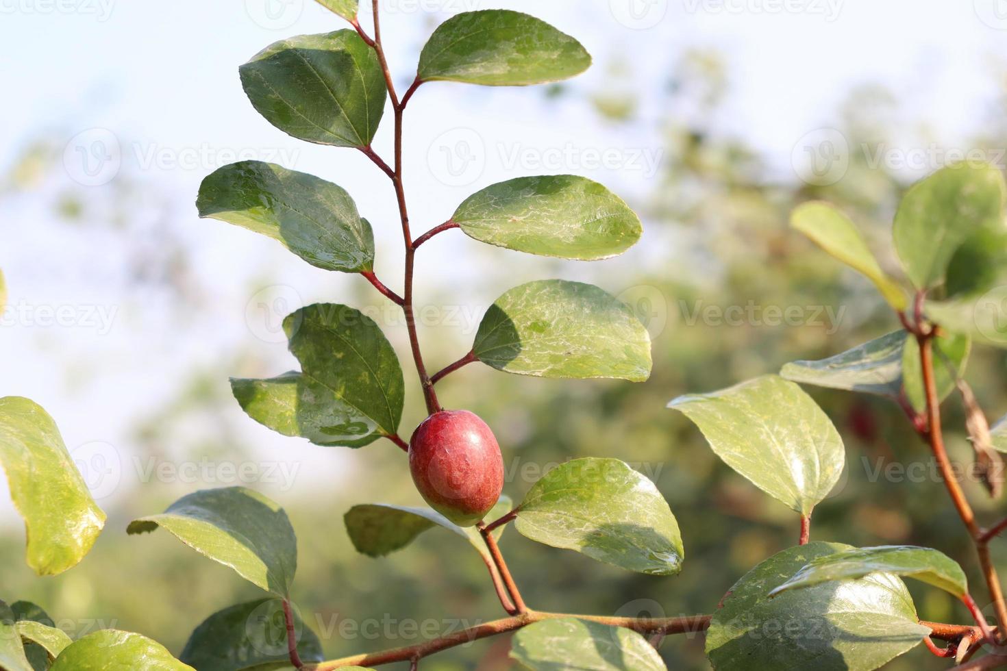 jujube closeup with tree on firm photo