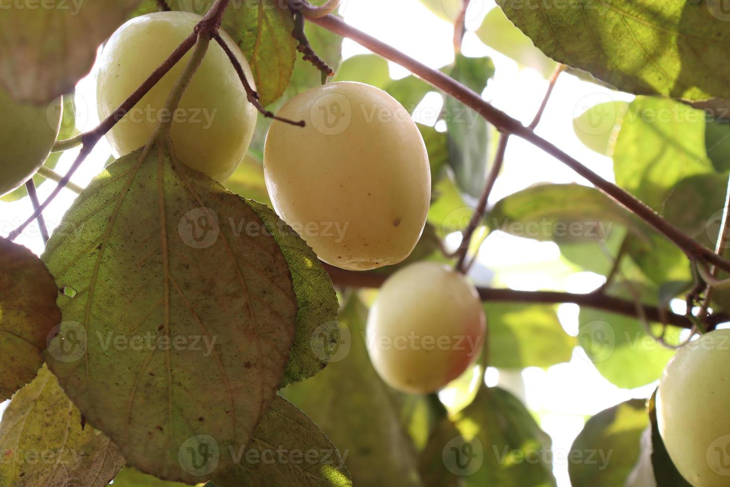 ripe jujube on tree in firm for harvest photo