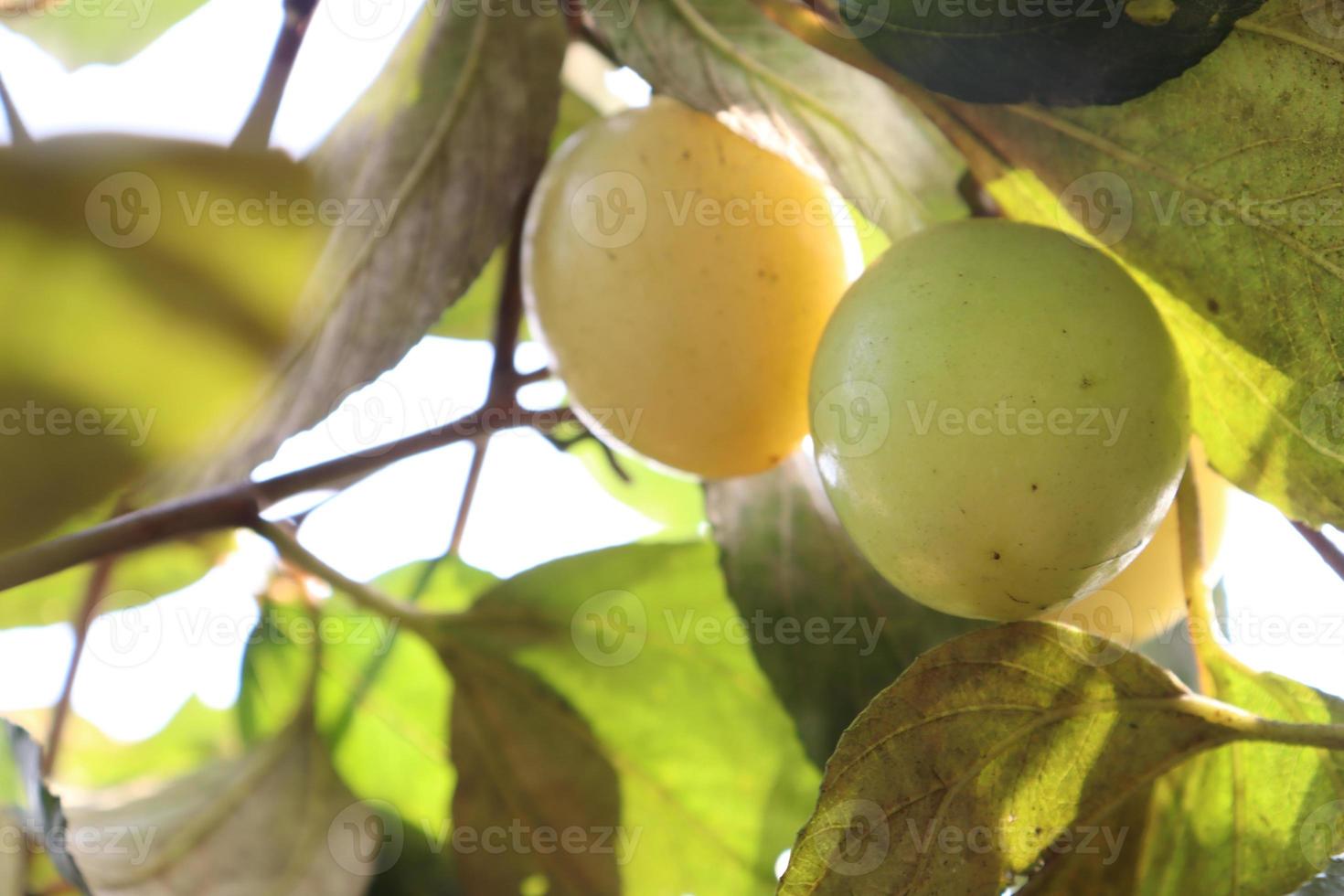 ripe jujube on tree in firm for harvest photo