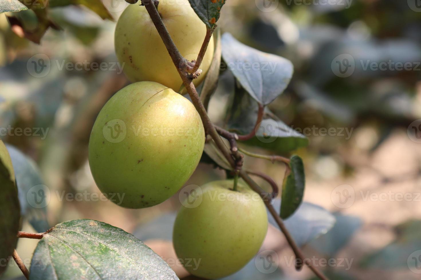 ripe jujube on tree in firm for harvest photo