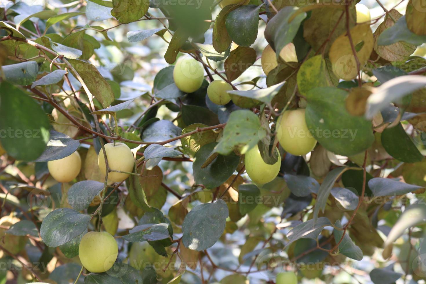 jujube tree with leaf and fruit 2930710 Stock Photo at Vecteezy