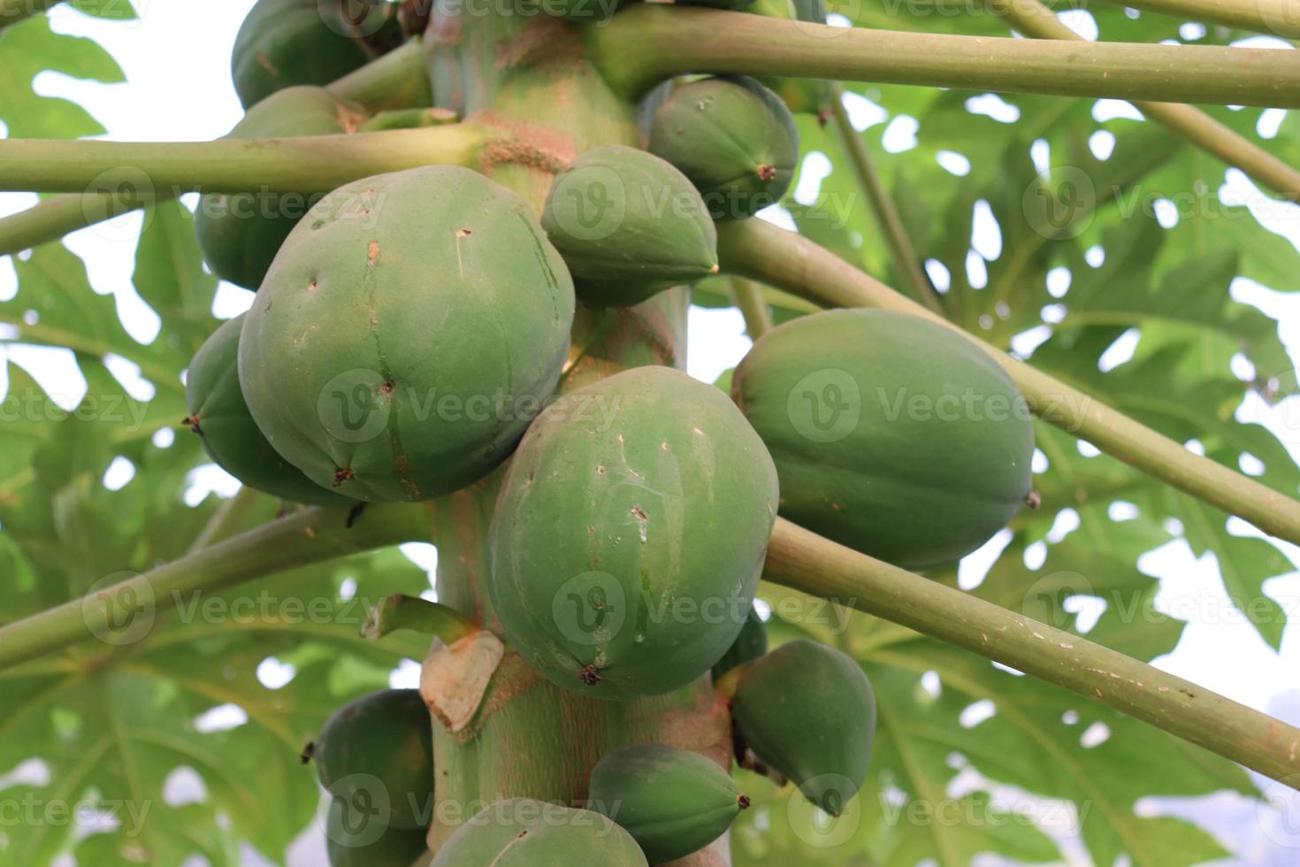 papaya verde saludable en el árbol foto