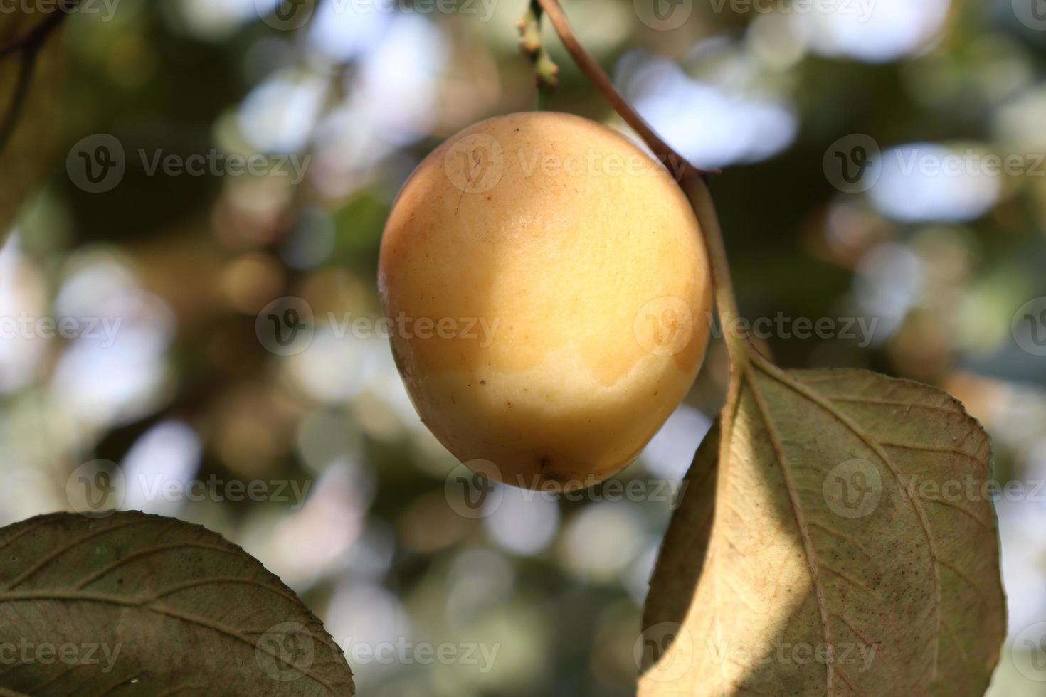 Azufaifo madura en árbol en firme para la cosecha foto