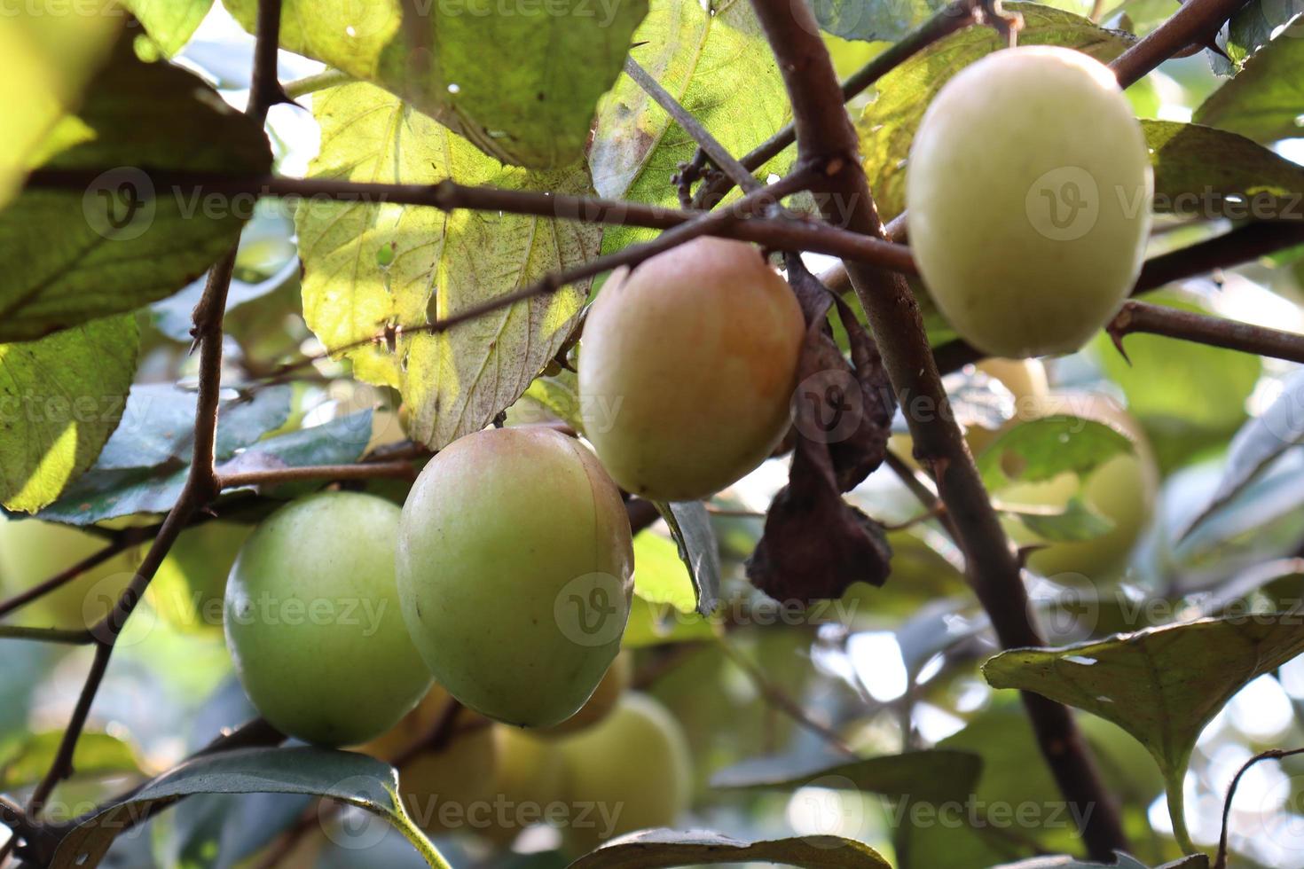 ripe jujube on tree in firm for harvest photo