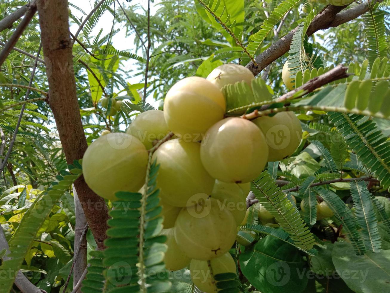 tasty and healthy gooseberry closeup photo