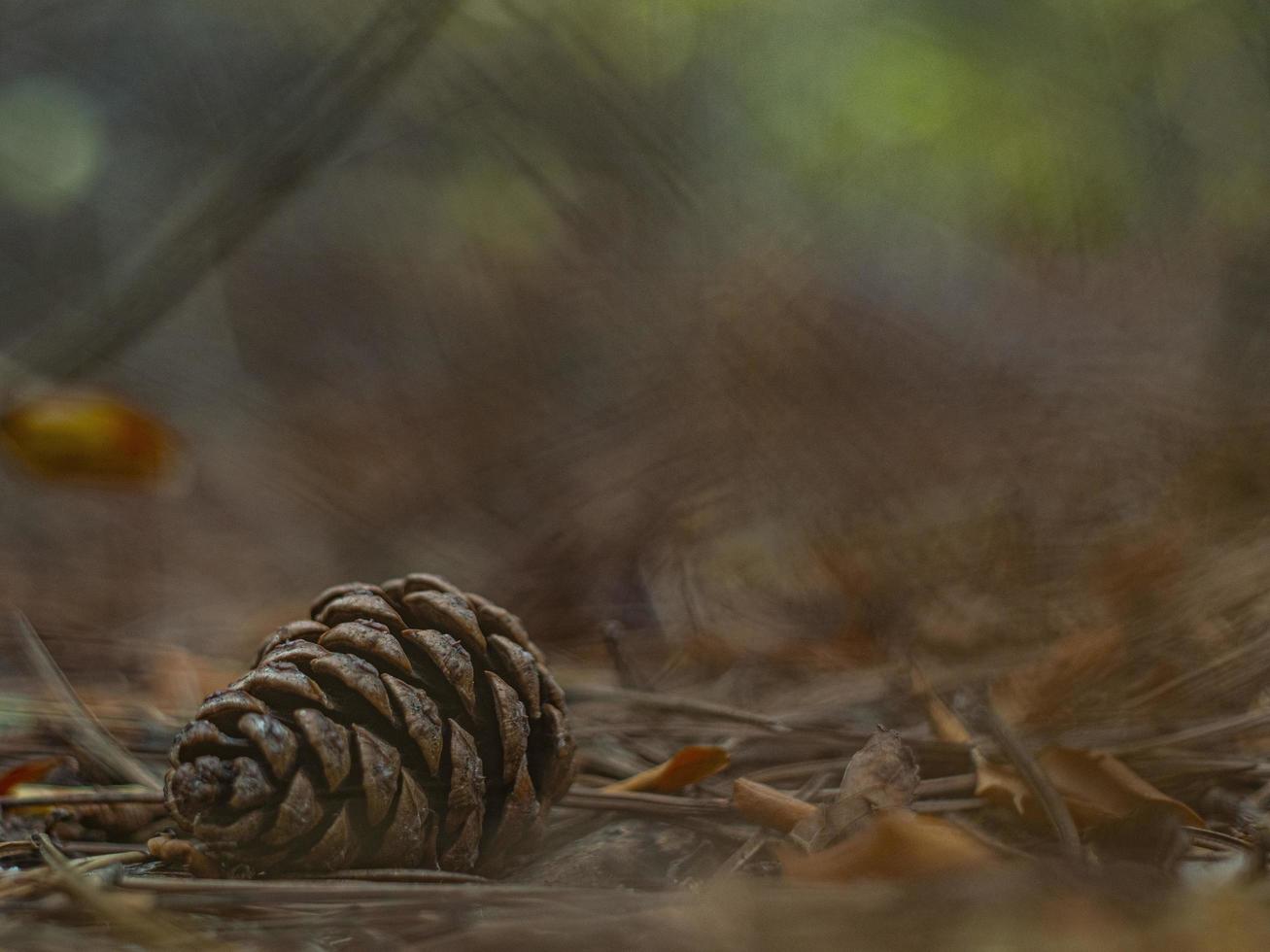 cono de pino en el follaje de otoño en el bosque foto