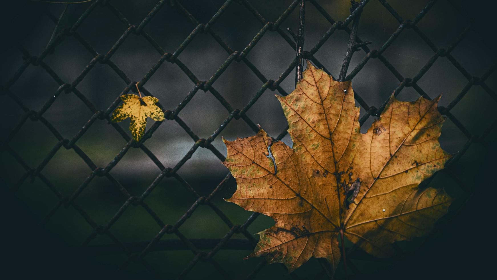 two maple leaves on the background of the fence photo