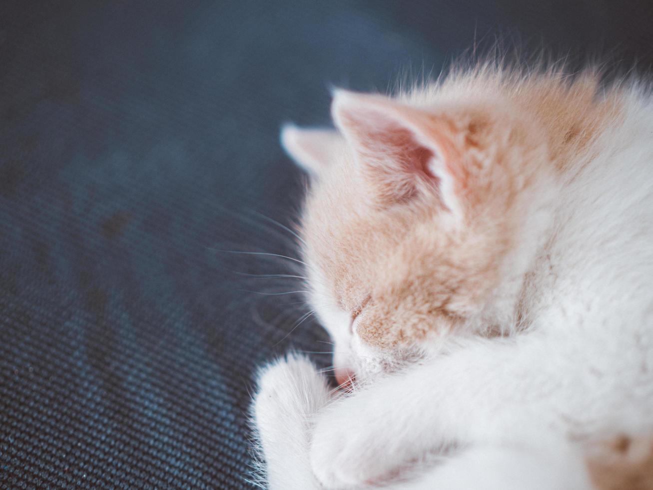 joven gatito de color rojo y blanco está durmiendo foto