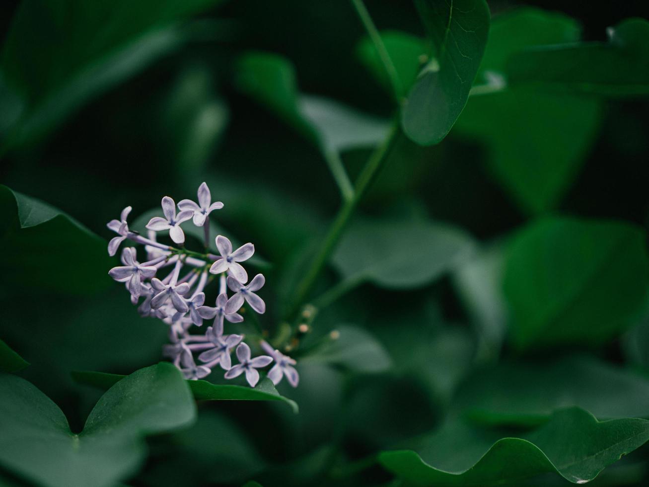 Hermosas flores lilas moradas al aire libre foto