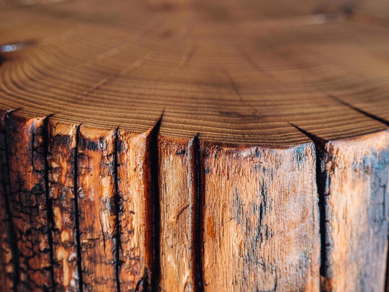 a close-up of a saw cut of a large acacia stump photo