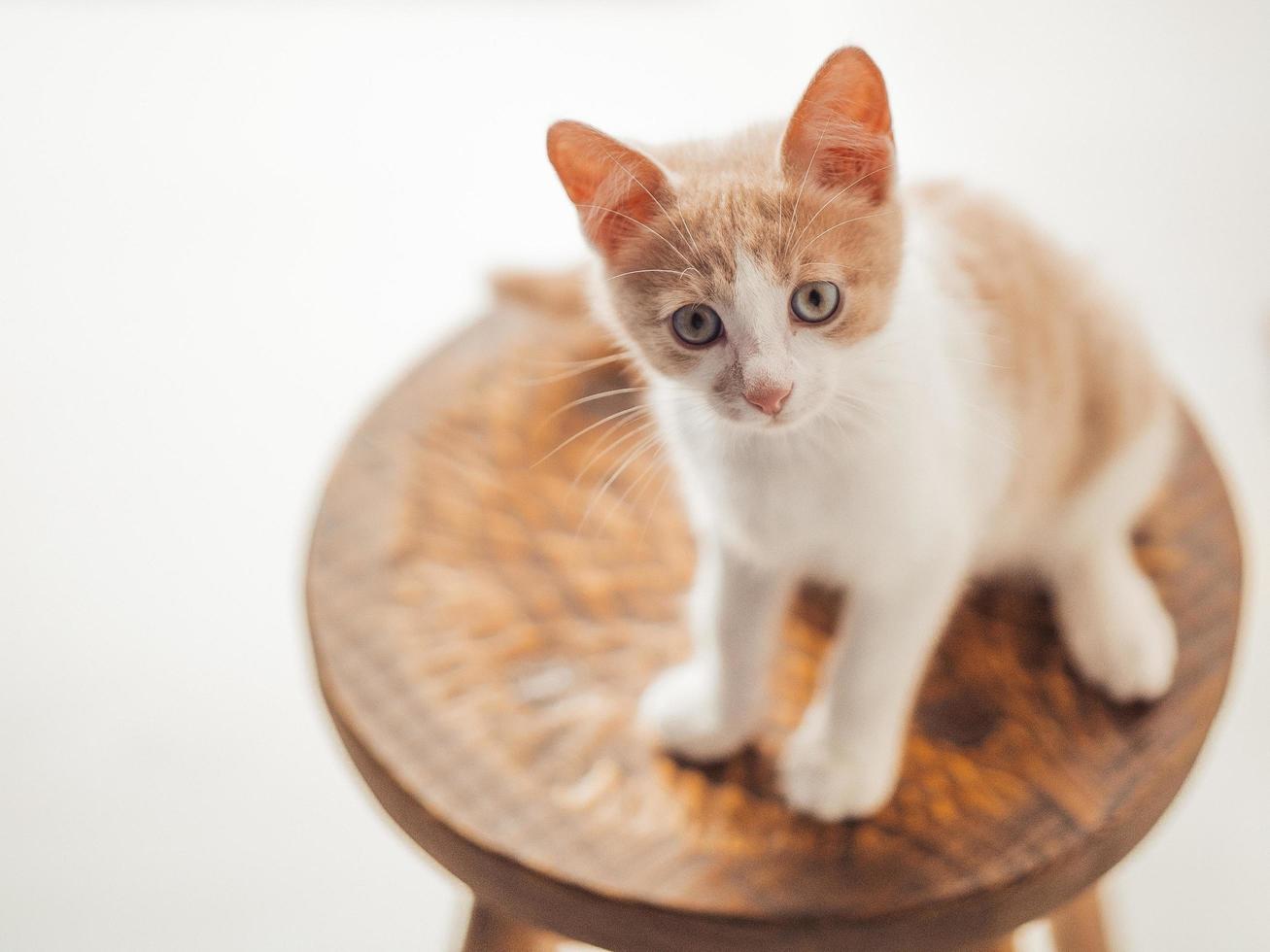 Gatito joven con hermosos ojos azules se sienta en una silla de madera foto