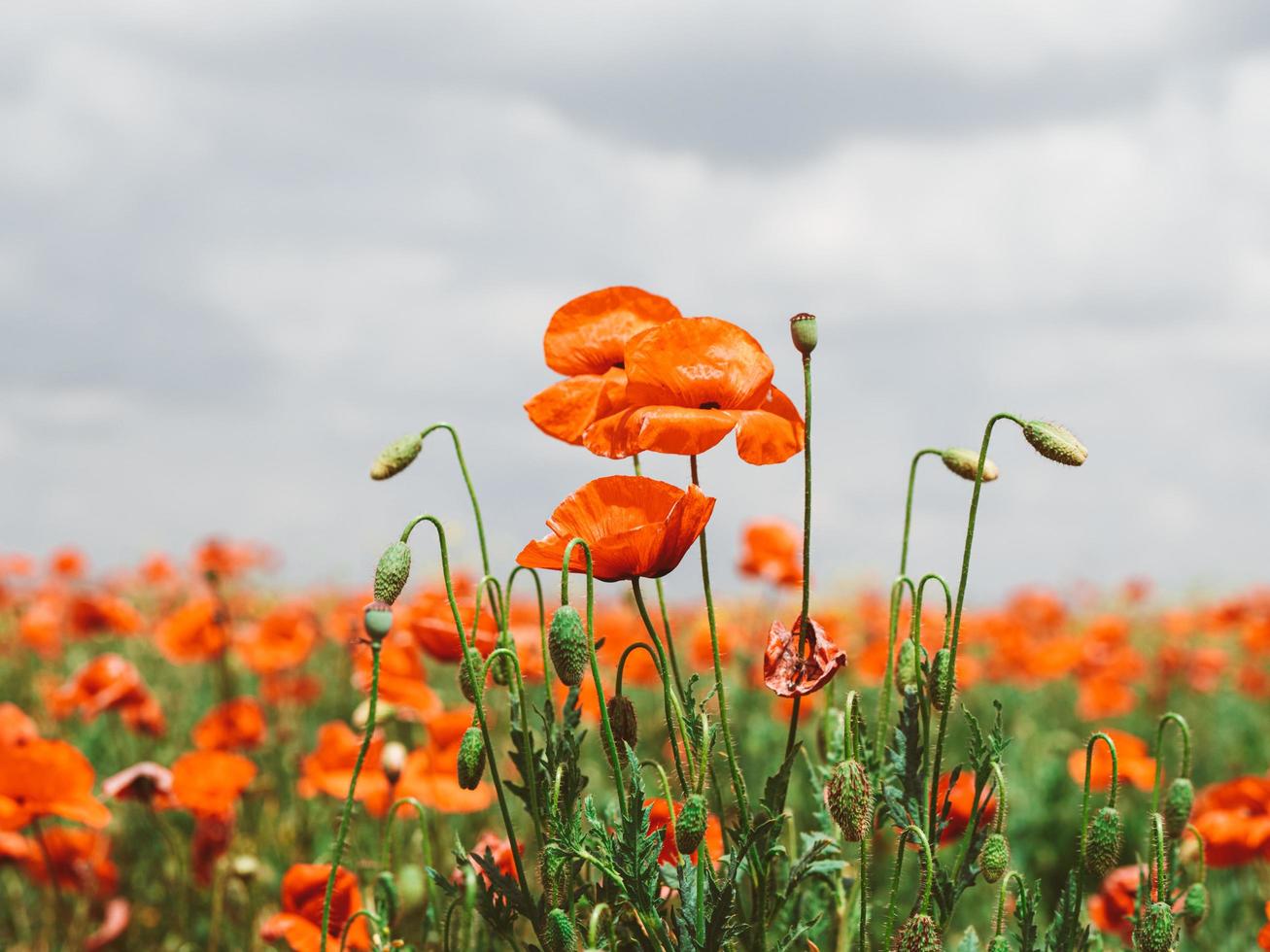 Field of red poppies. Flowers Red poppies blossom photo