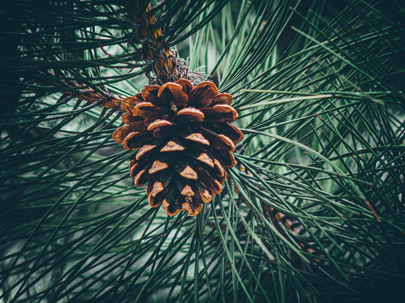 fir cone on a branch.  cone of a Douglas-Fir tree photo