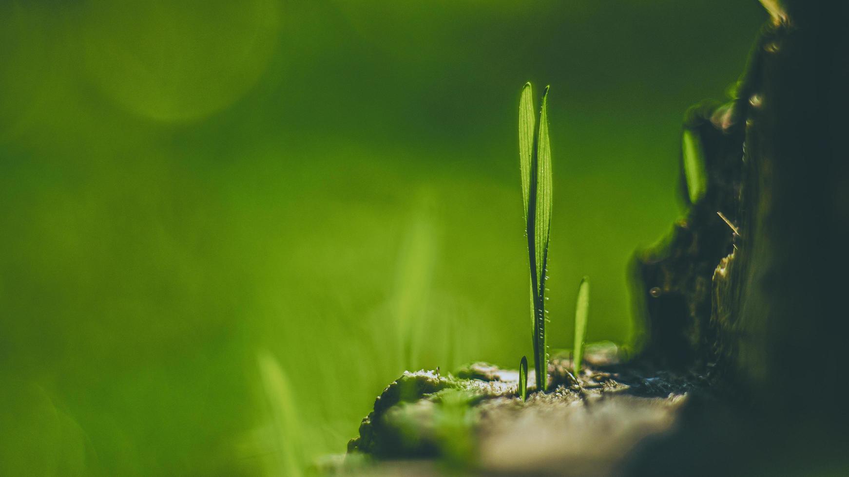 Close Up Young Grass Sprouts On A Dry Wooden Stump photo