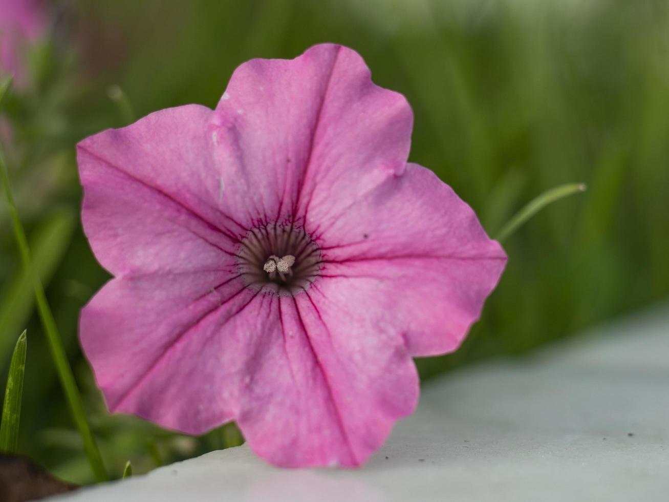 Flores de campana de trompeta rosa de ipomoea ipomoea foto