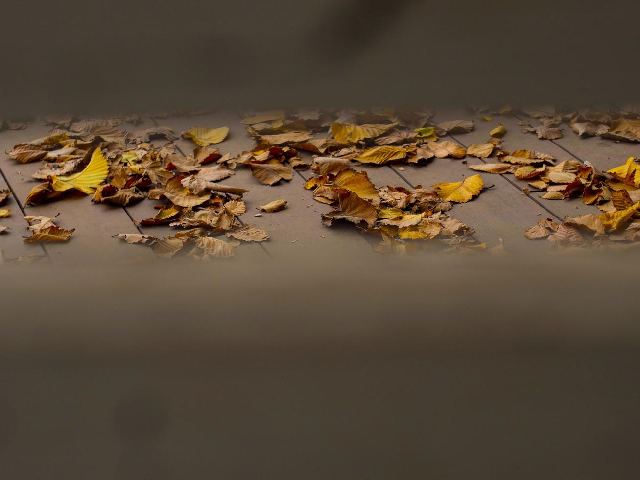 hojas amarillas de otoño yacen en el suelo foto