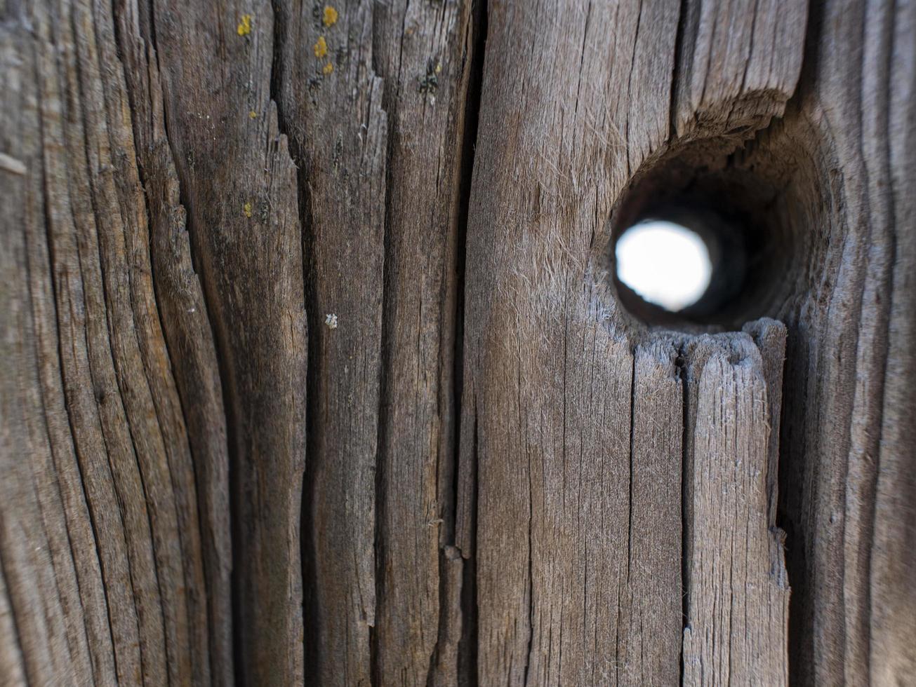 Hermoso tronco de árbol seco natural con agujero. fondo de madera textura de madera foto