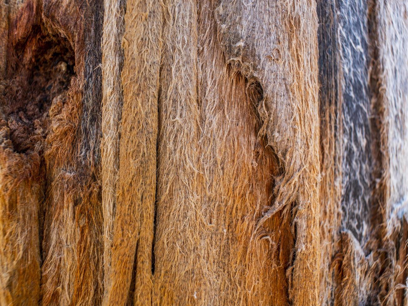 Abstract texture of old wood formed by time and nature. Wooden texture background photo