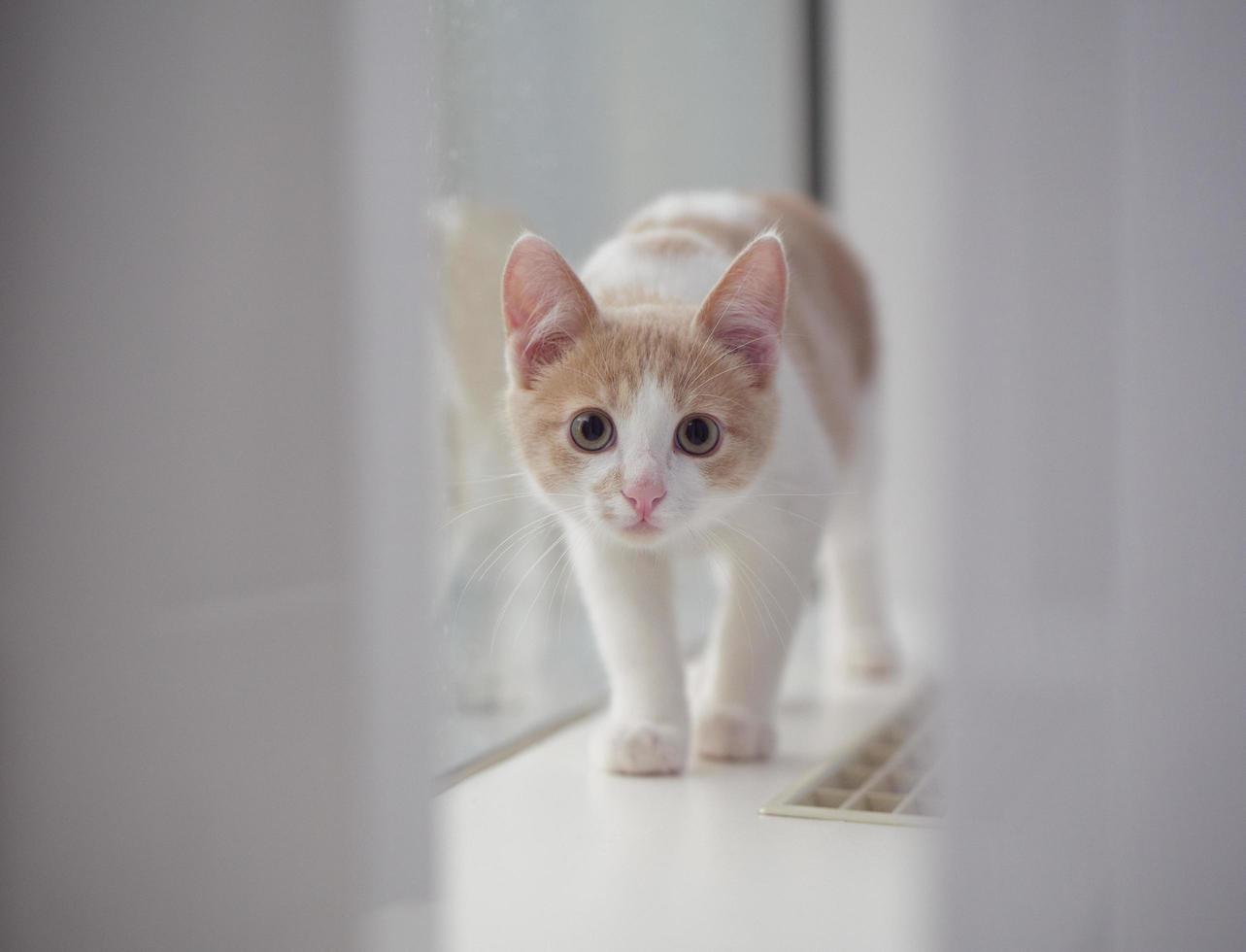 gatito joven en color rojo y blanco en el alféizar de la ventana cerca de la ventana. joven y lindo gatito jengibre. mascotas y gatitos jóvenes foto