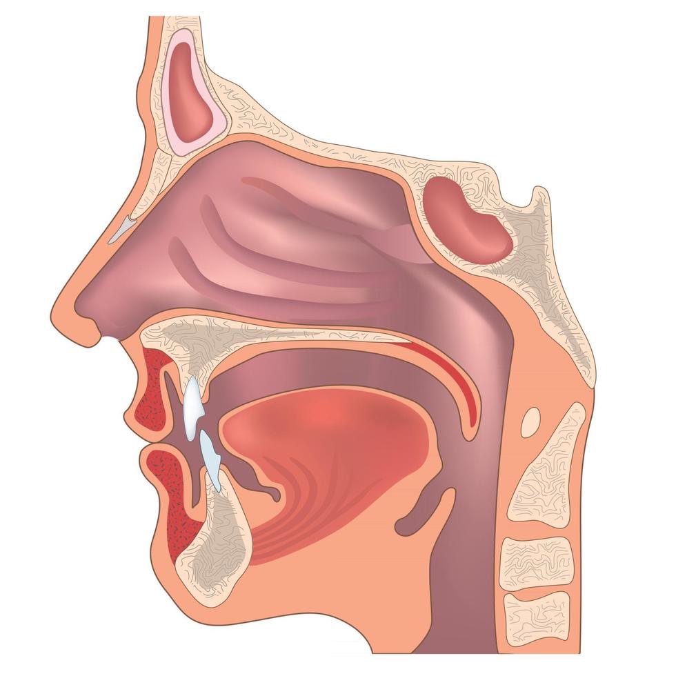 anatomy of nose and throat