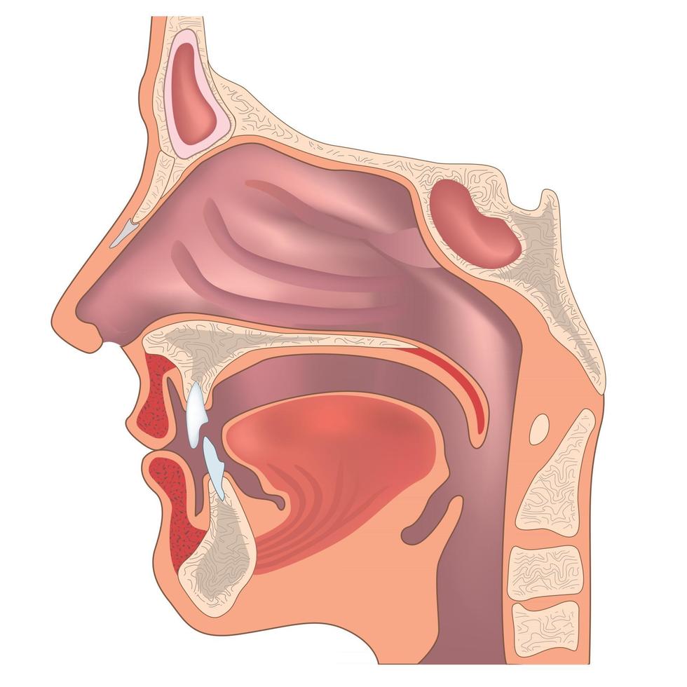 Anatomy of the nose and throat. Human organ structure. Medical sign vector