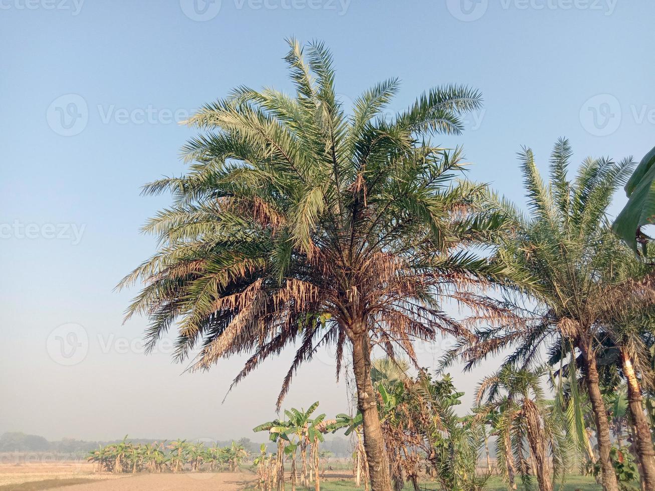 date palm tree on firm photo