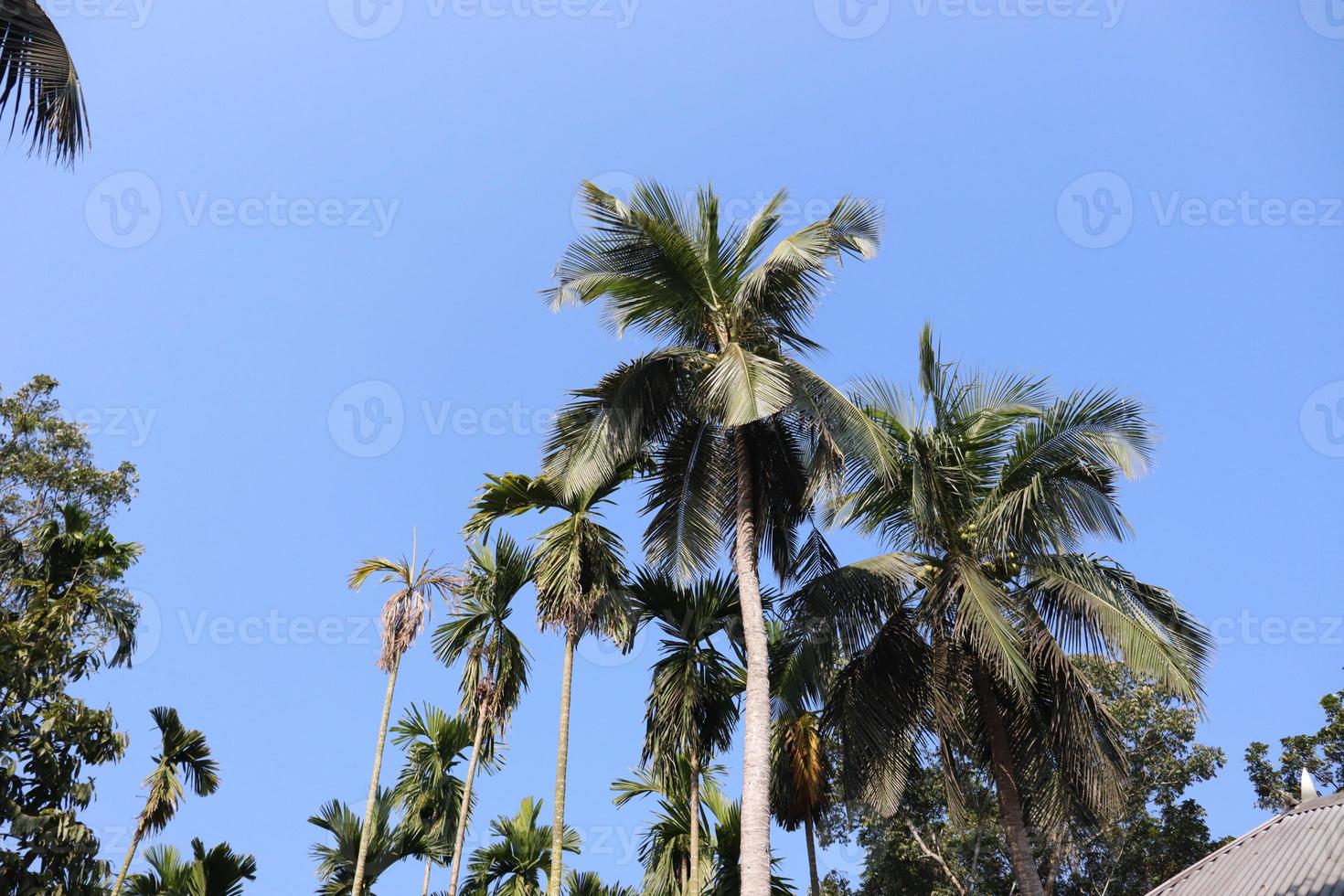 coconut tree stock on firm photo