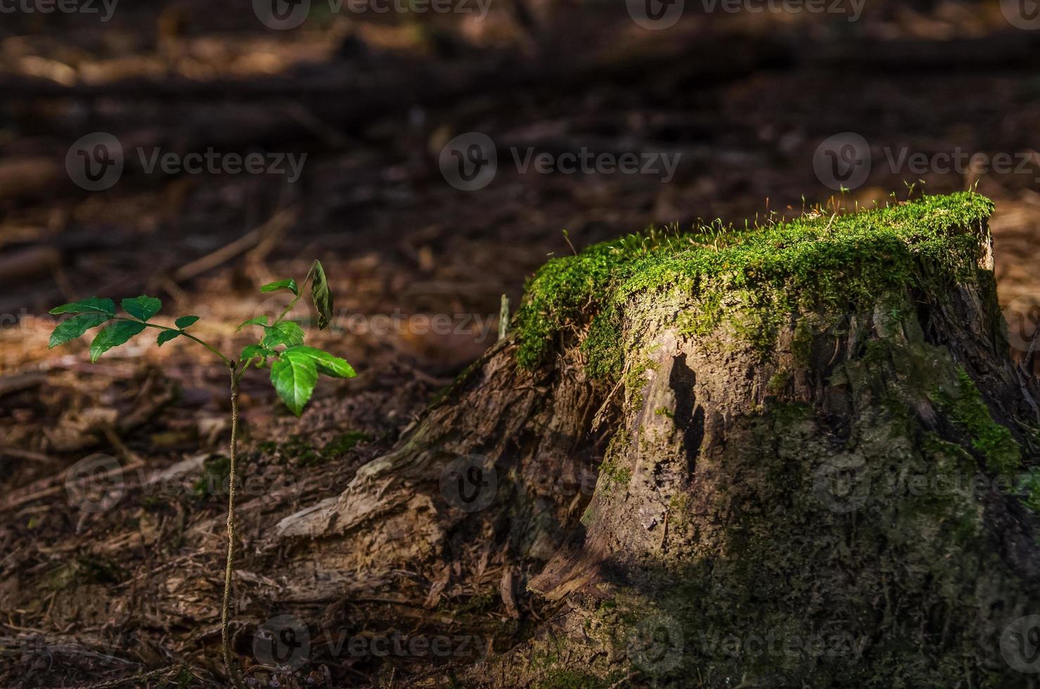 A young tree rising in forest next to an old pine tree snag with moss on top photo