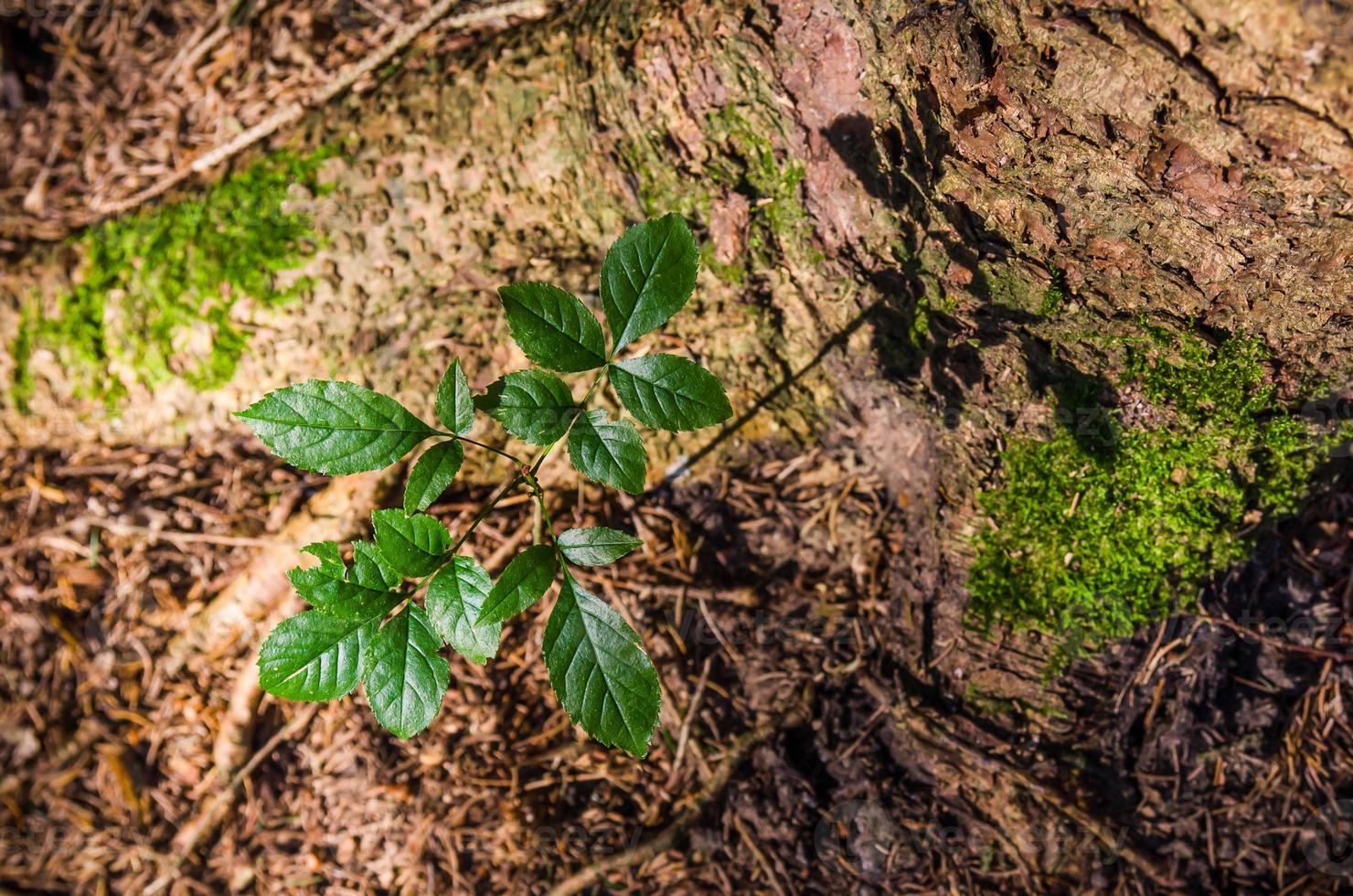 Young tree rising next to an old pine tree photo