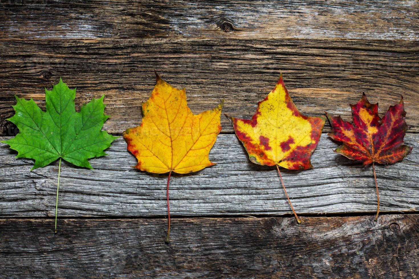 Cuatro hojas de colores otoñales sobre fondo de madera cerrar foto