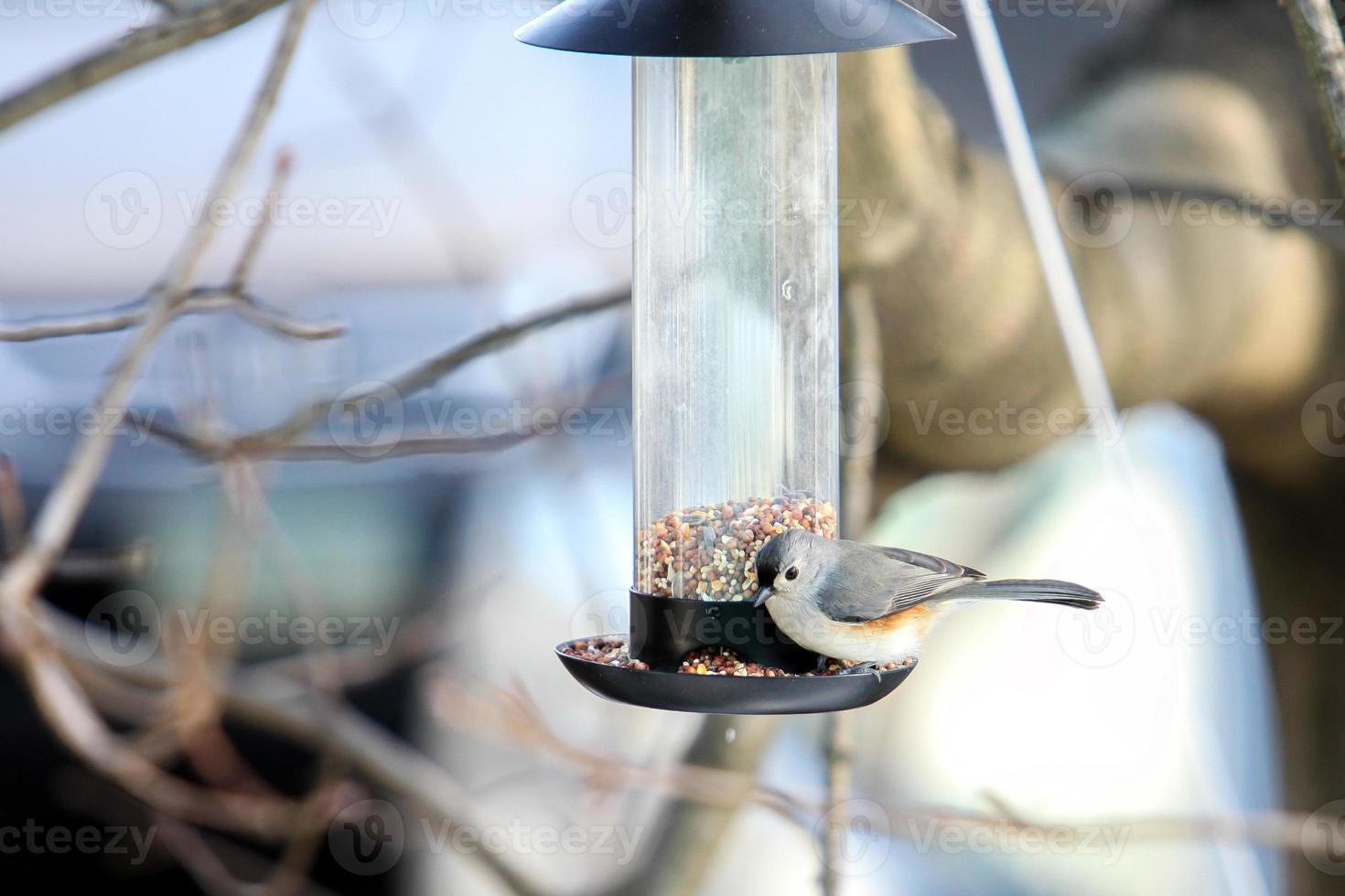 carbonero copetudo en comedero para pájaros foto