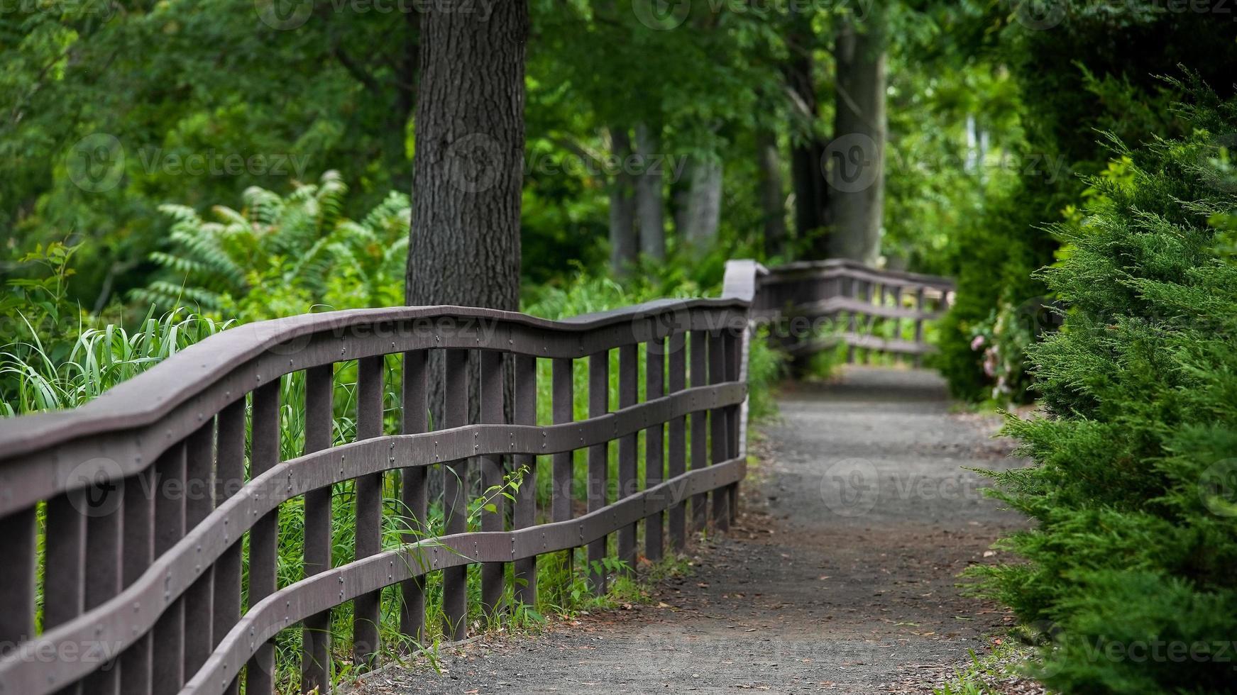 sendero para caminar cerca del lado del agua en verano foto