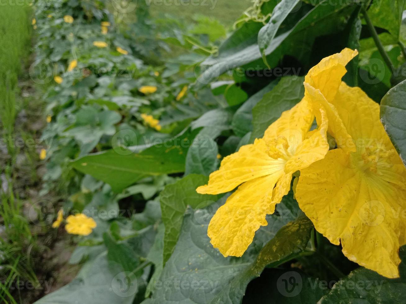 beautiful yellow colored flower with leaf photo