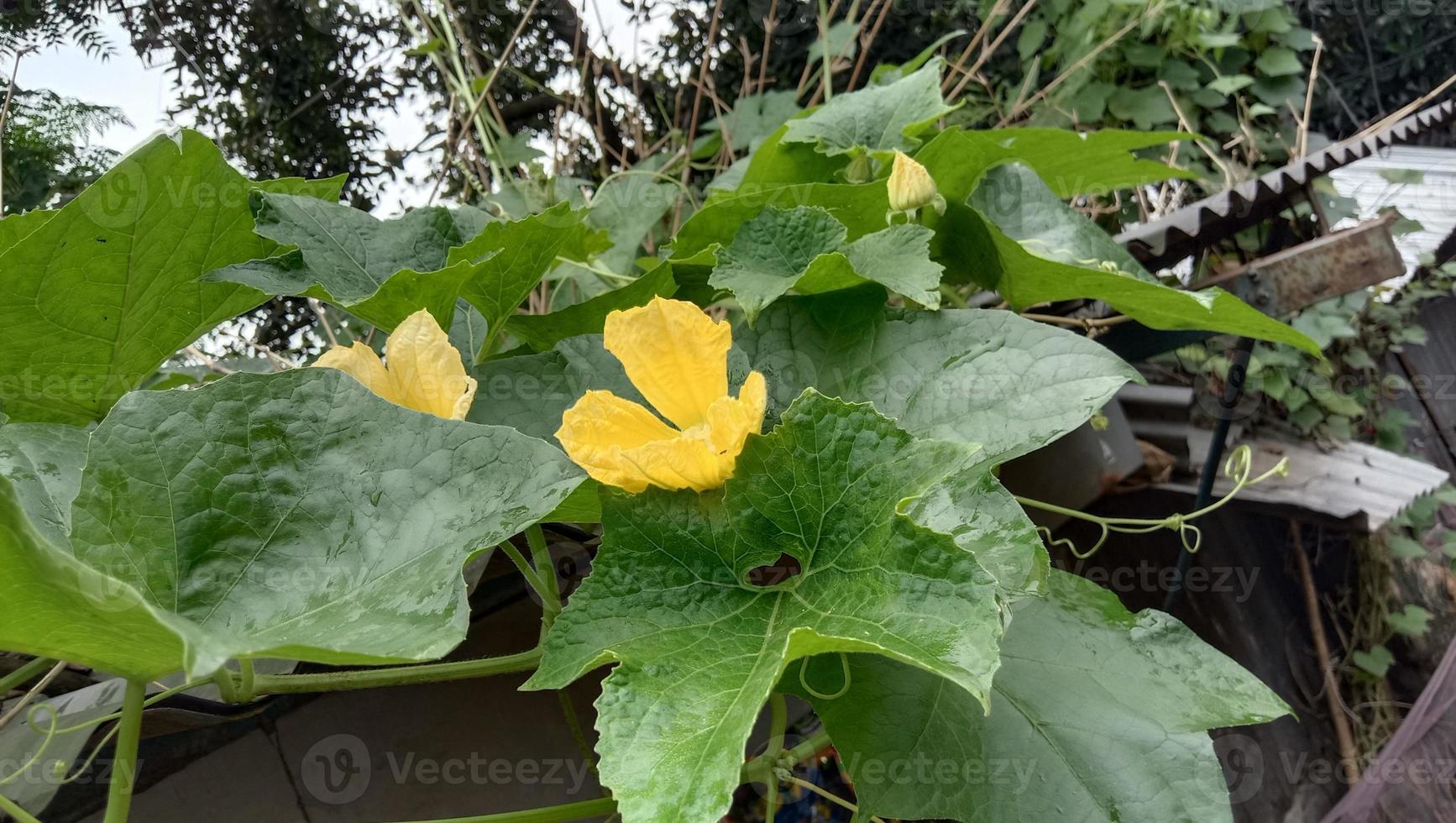 hermosa flor de color amarillo con hoja foto