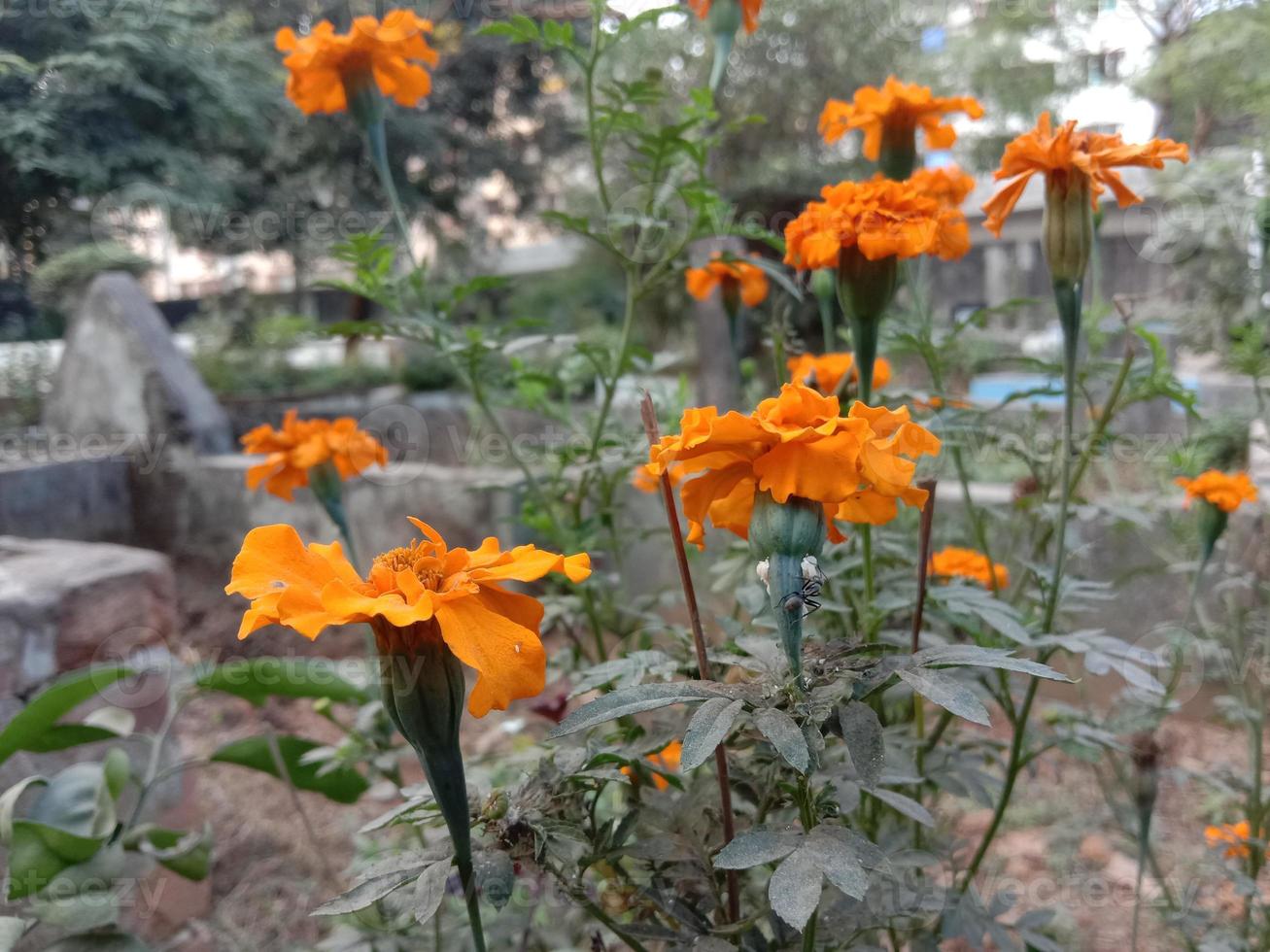 Hermosa flor de color amarillo en el jardín foto