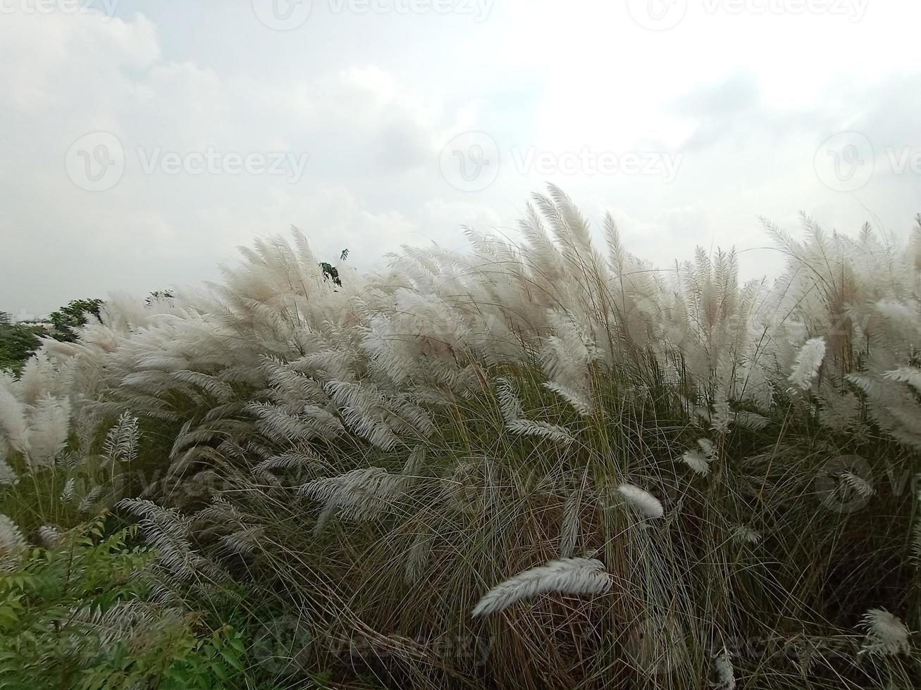 white colored beautiful catkin flower photo