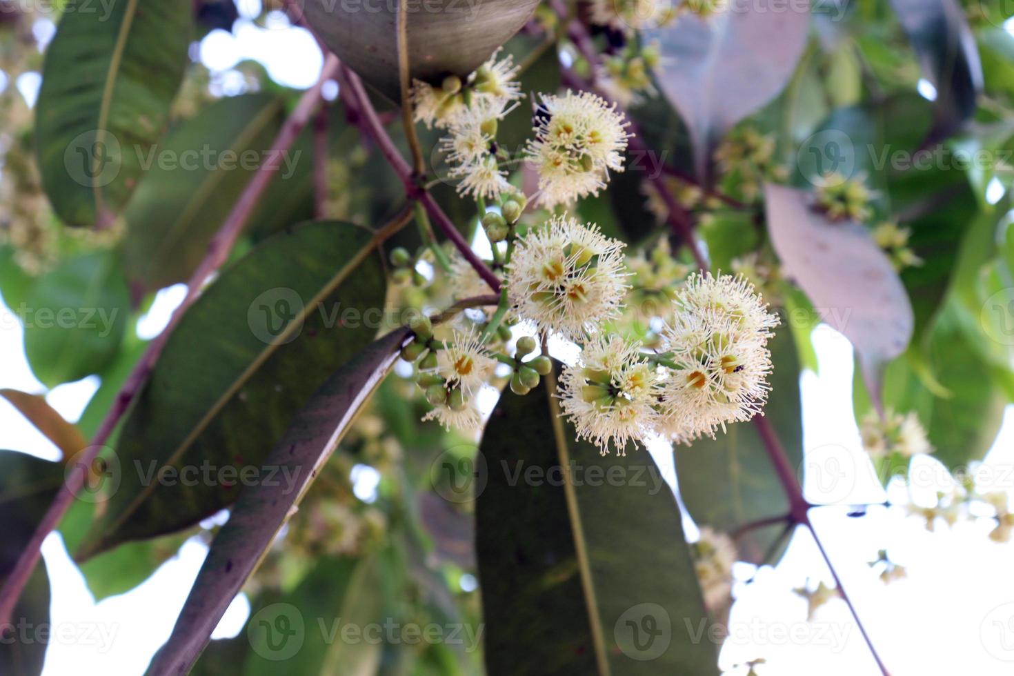 white colored syzygium cumini flower stock photo