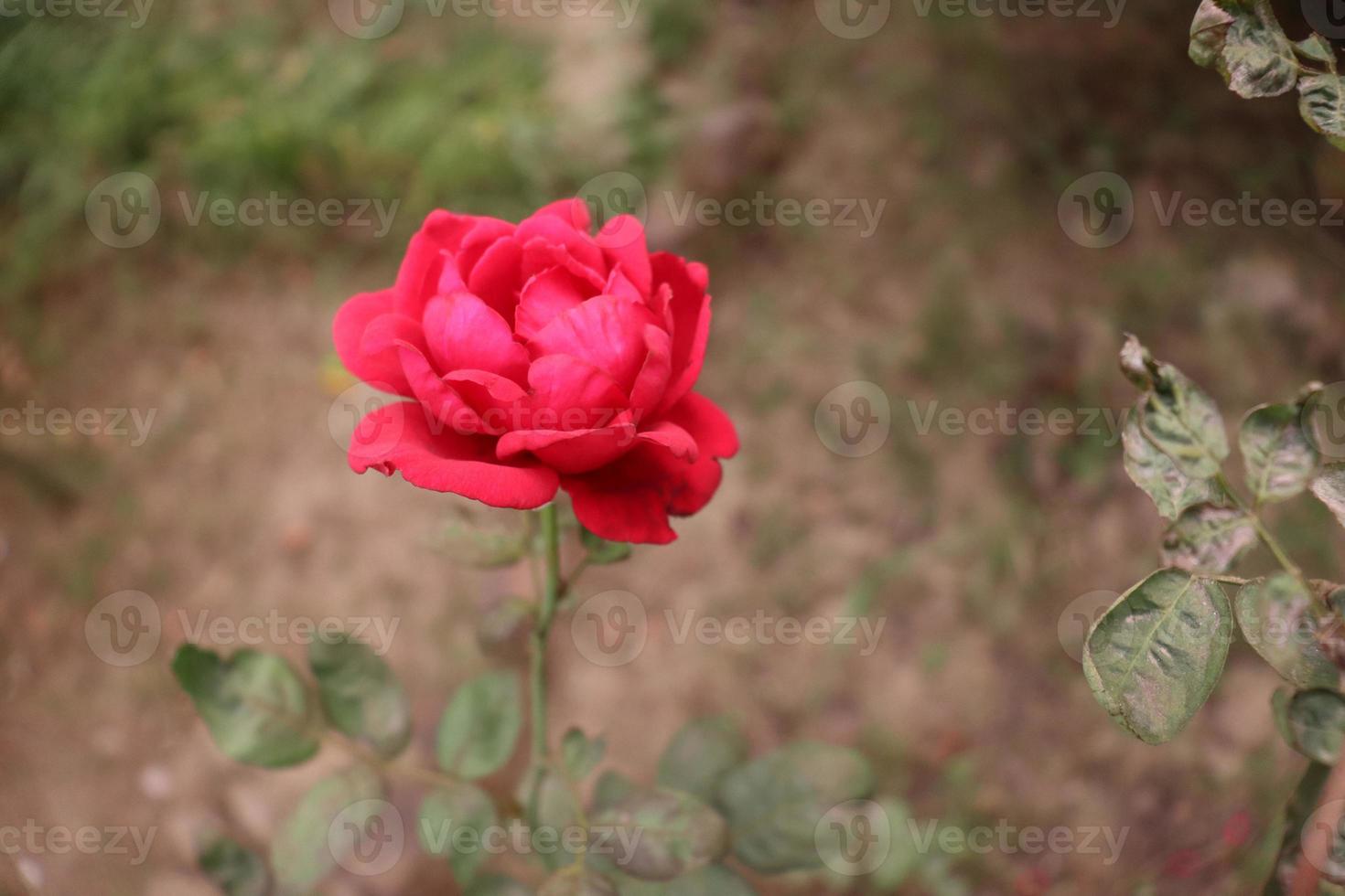 red colored rose closeup on tree photo