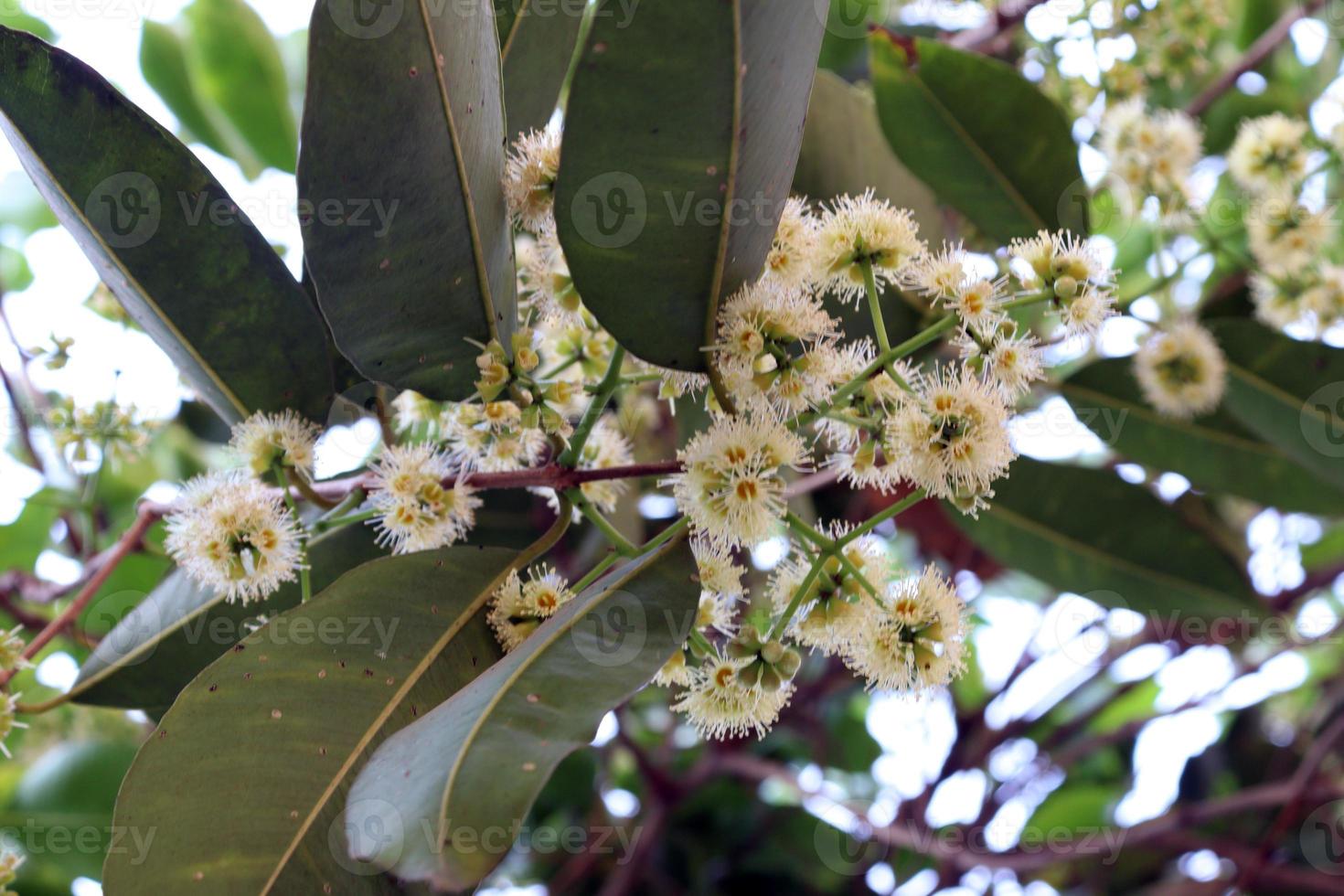 white colored syzygium cumini flower stock photo