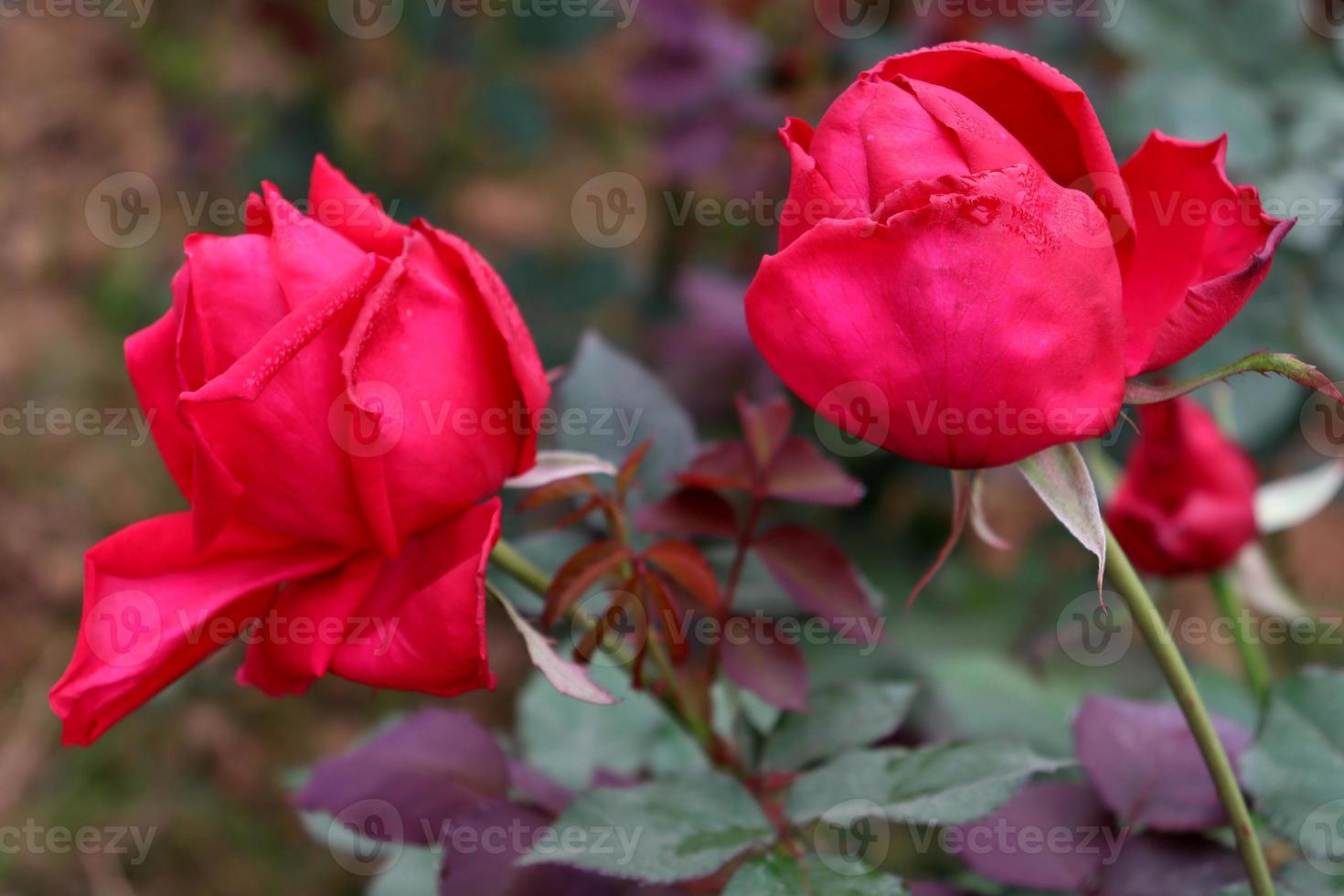 red colored rose closeup in firm photo