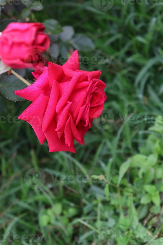 red colored rose closeup in firm photo