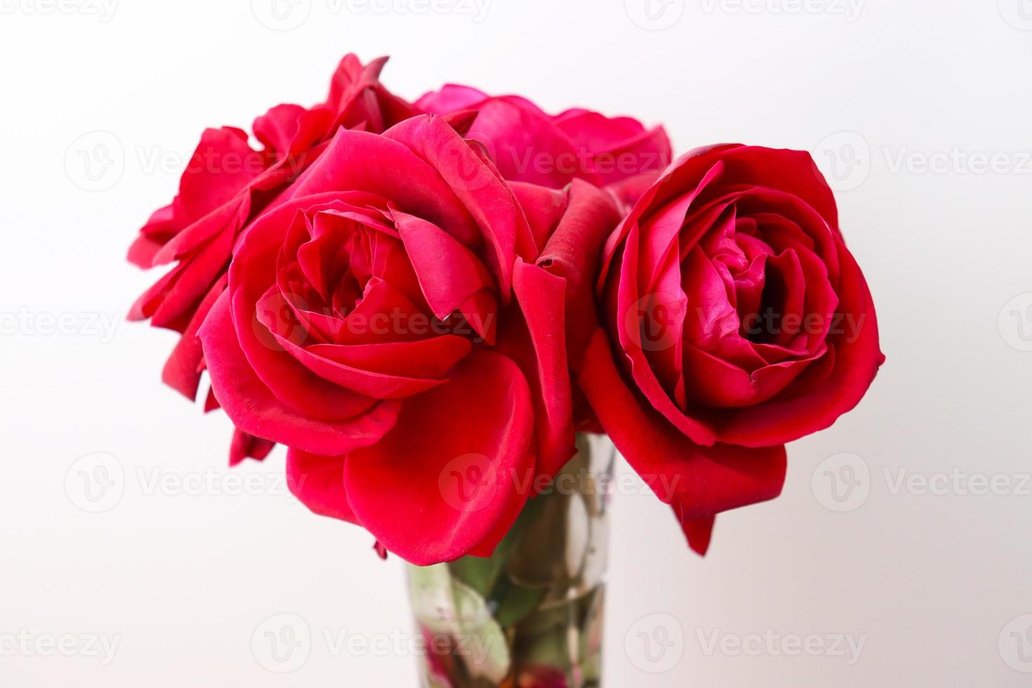 hermosa rosa de color rojo pegada foto