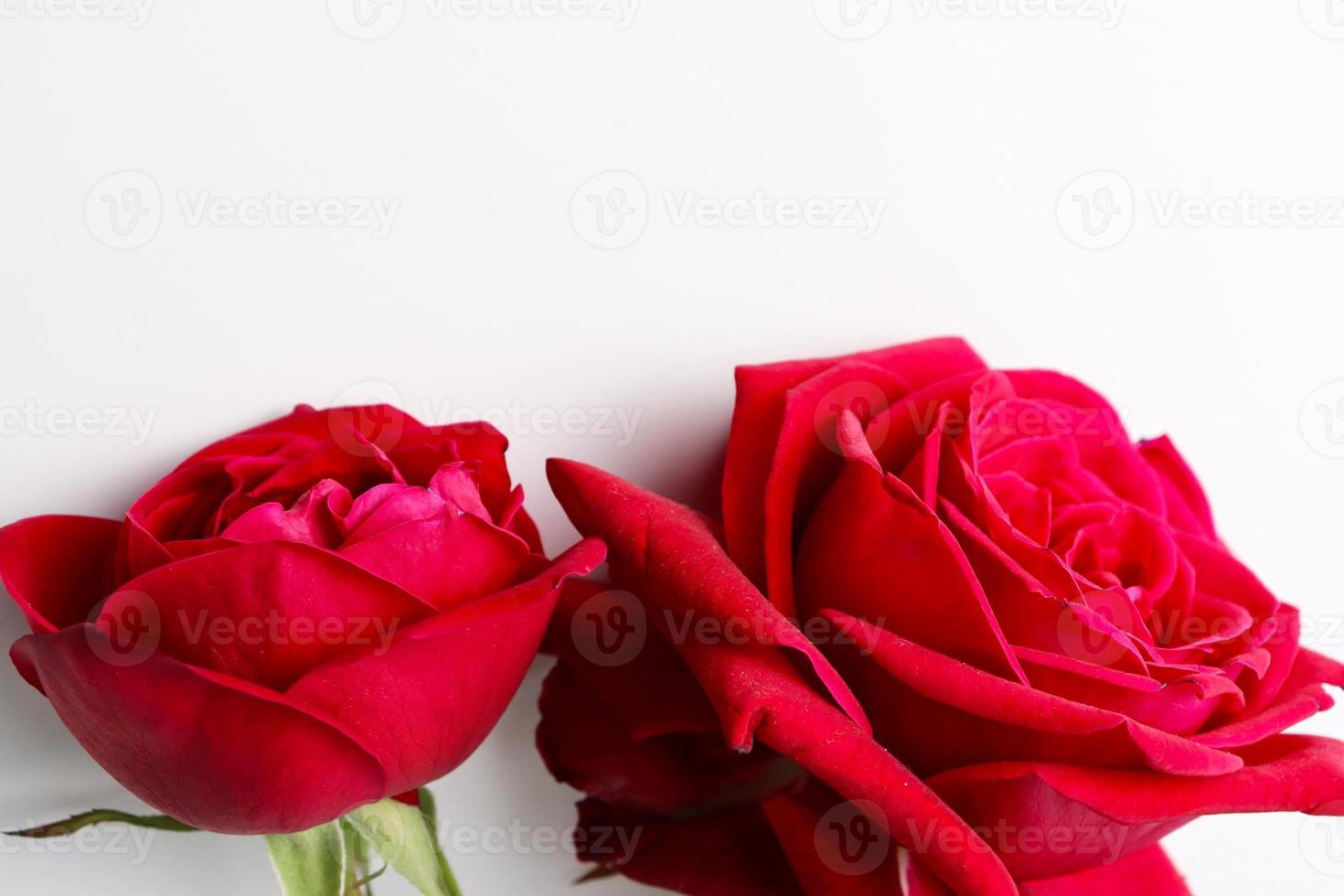 beautiful red colored rose closeup photo