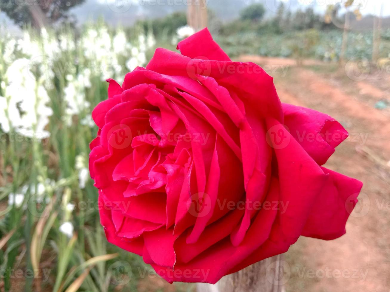 Primer plano de rosa de color rojo en firme foto