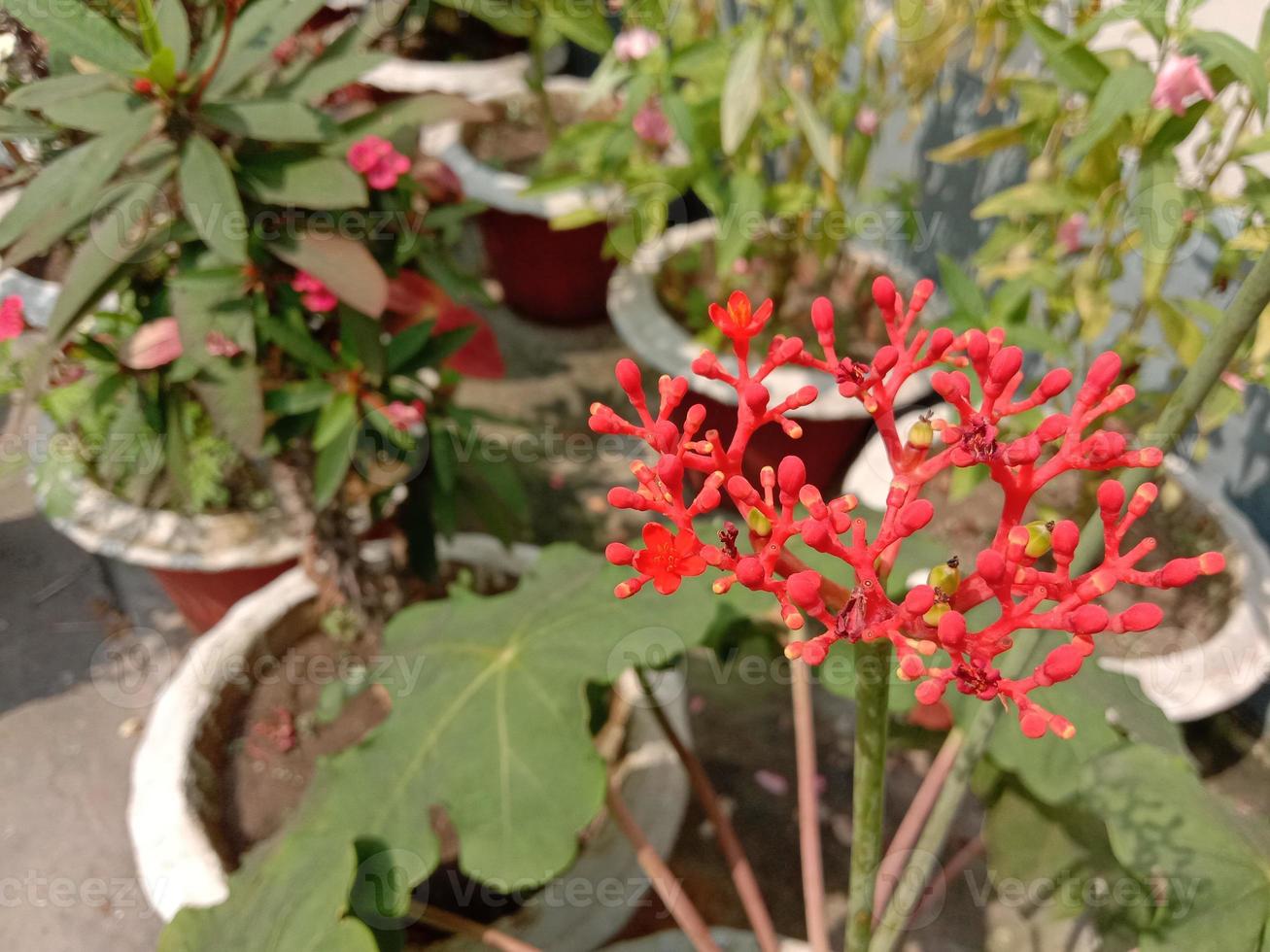 flor de color rojo con árbol verde foto