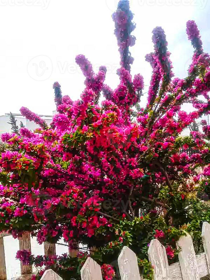 Red Color Flower With Green tree photo