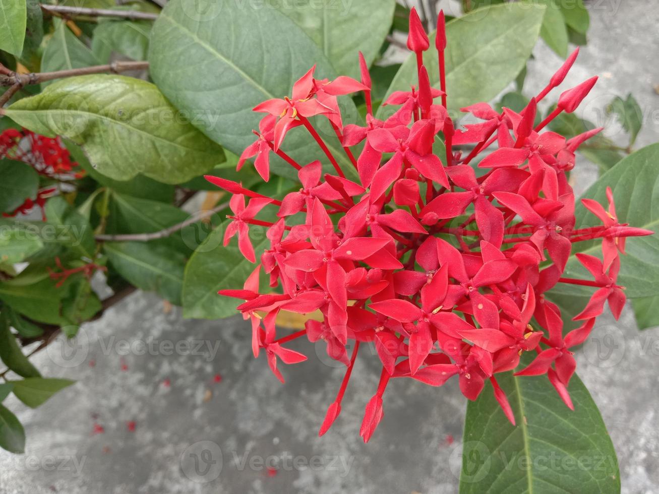 Red Color Flower With Green tree photo