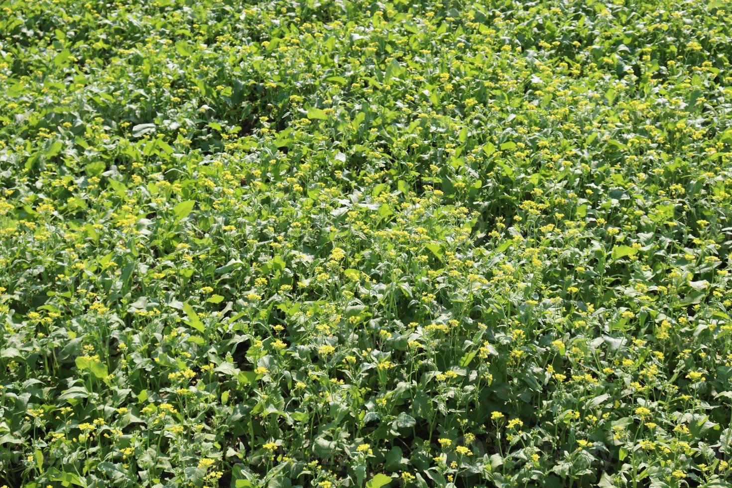 yellow colored mustard flower firm photo