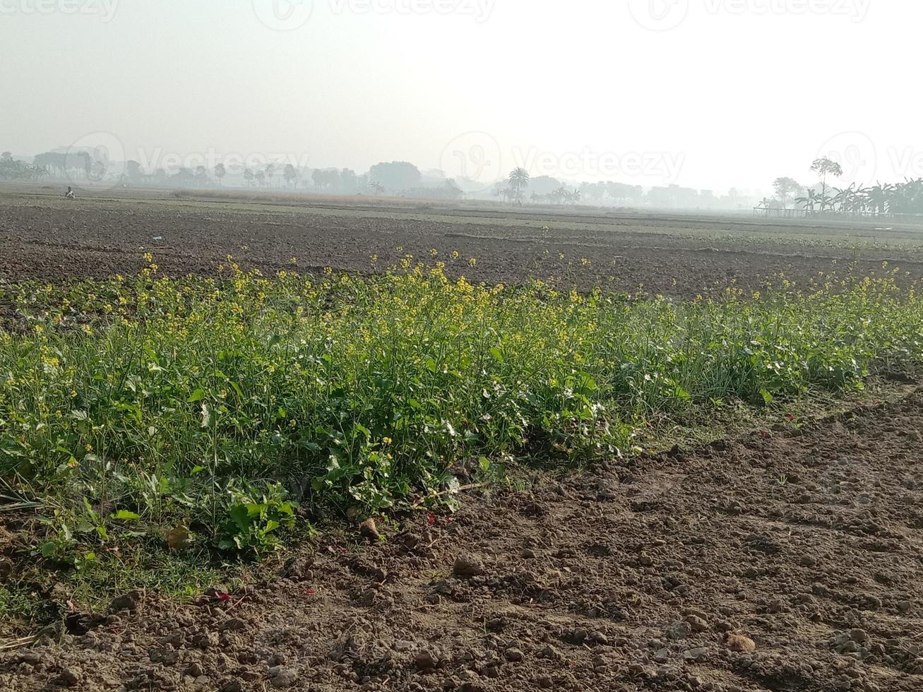 yellow colored mustard flower firm photo