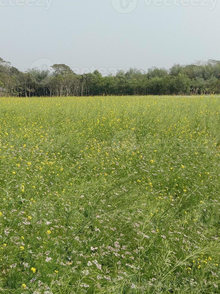 yellow colored mustard flower firm photo